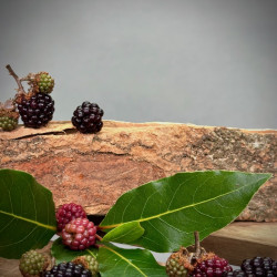 Fruity Harvest