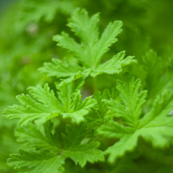 Citronella