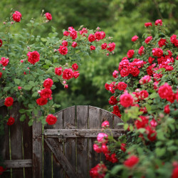 Rose Garden