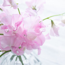 Sweet Pea