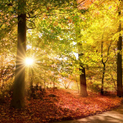 Warm Woods And Cashmere